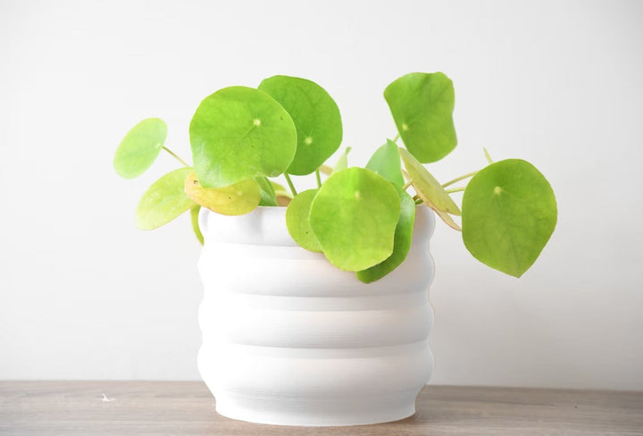 Bubbly Planter